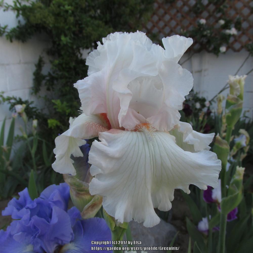 Photo of Tall Bearded Iris (Iris 'Drifting Bubbles') uploaded by GreenIris