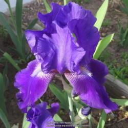Location: Las Cruces, NM
Date: 2017-04-16
Tall Bearded Iris Autumn Bugler