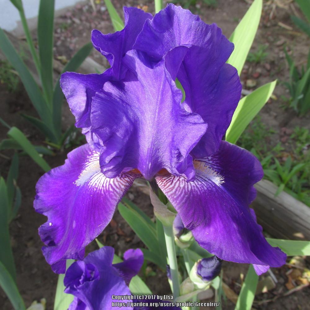 Photo of Tall Bearded Iris (Iris 'Autumn Bugler') uploaded by GreenIris