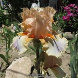 Location: Las Cruces, NM
Date: 2017-04-24
Tall Bearded Iris Artistic Touch