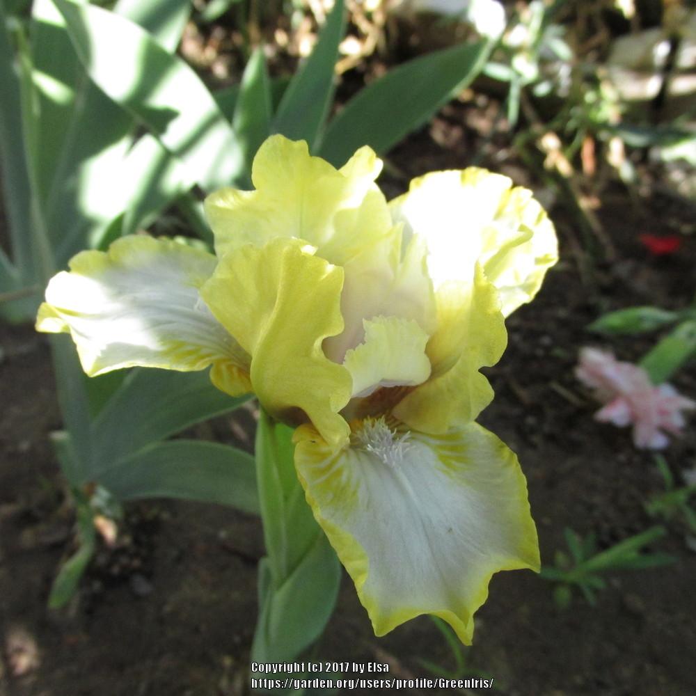 Photo of Standard Dwarf Bearded Iris (Iris 'Dancing Bunnies') uploaded by GreenIris