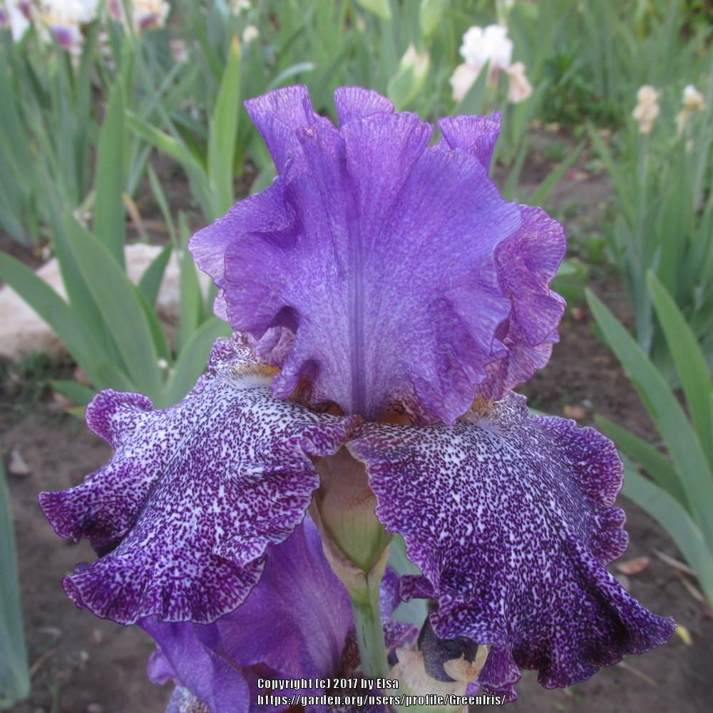 Photo of Tall Bearded Iris (Iris 'Celestial Explosion') uploaded by GreenIris