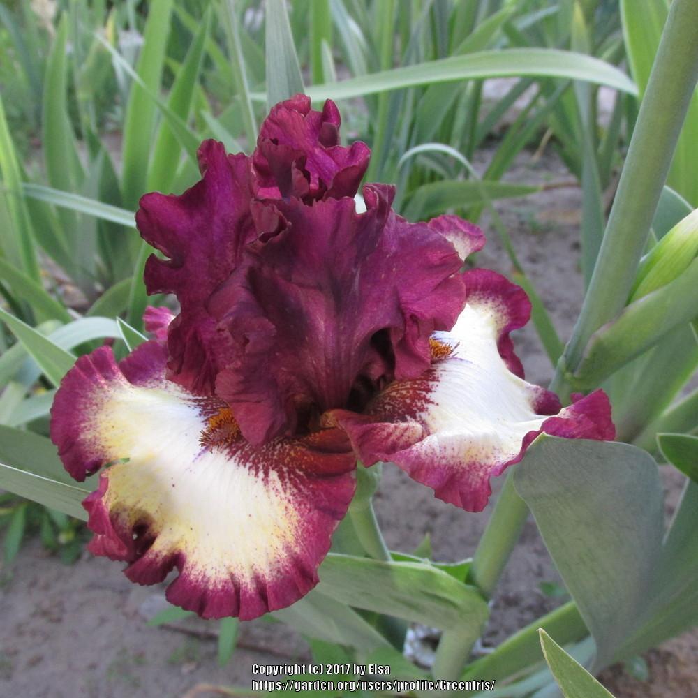 Photo of Tall Bearded Iris (Iris 'Class Ring') uploaded by GreenIris