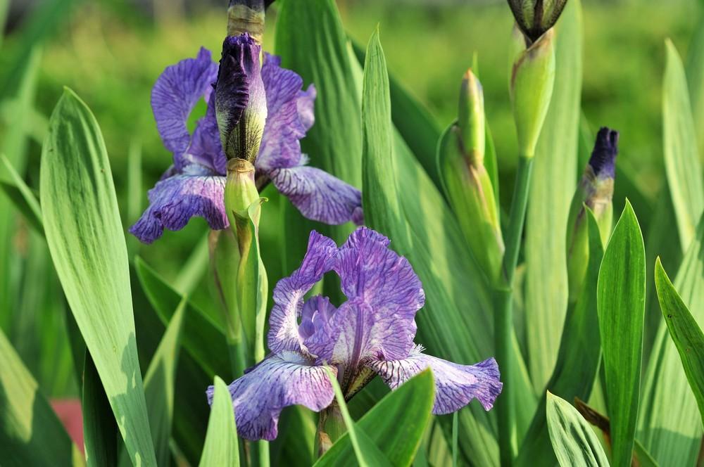 Photo of Intermediate Bearded Iris (Iris 'Fooled Me') uploaded by Islandview