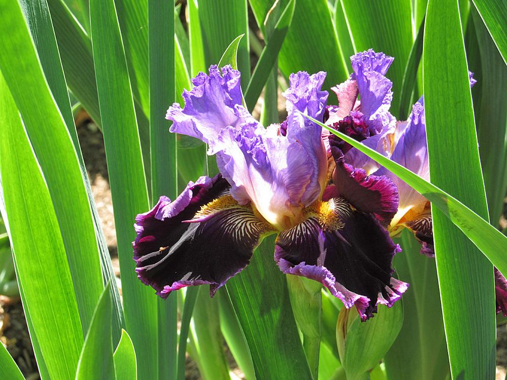 Photo of Tall Bearded Iris (Iris 'One More Sip') uploaded by Lestv