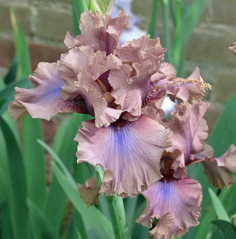 Photo of Tall Bearded Iris (Iris 'Dragon Dance') uploaded by Lestv