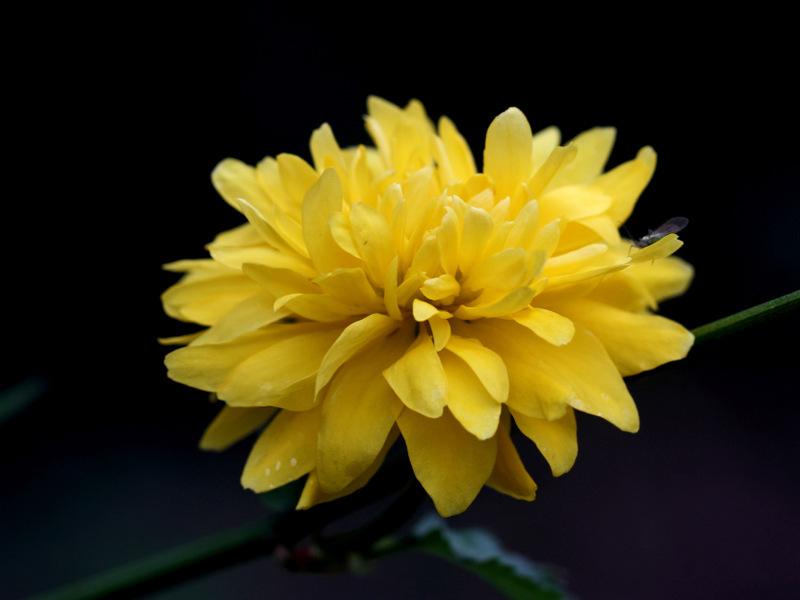 Photo of Double-Flowering Japanese Kerria (Kerria japonica 'Pleniflora') uploaded by RuuddeBlock