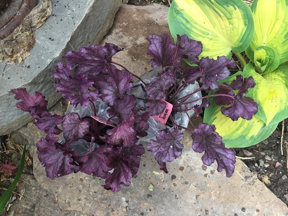 Photo of Coral Bells (Heuchera Forever® Purple) uploaded by SpringGreenThumb