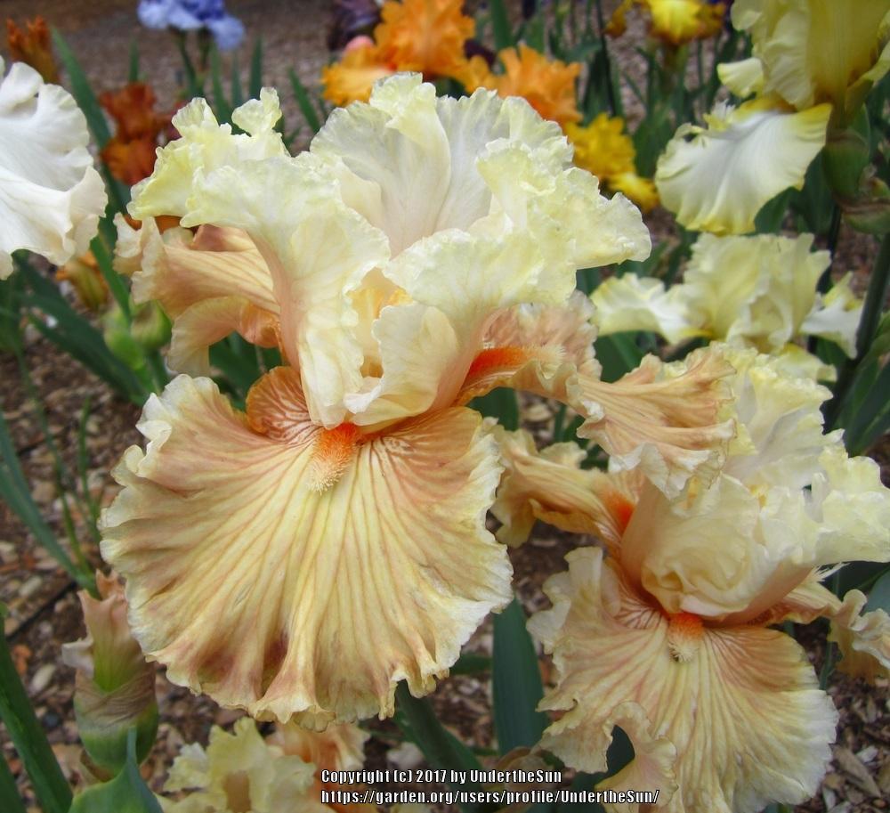 Photo of Tall Bearded Iris (Iris 'Australian Rosé') uploaded by UndertheSun