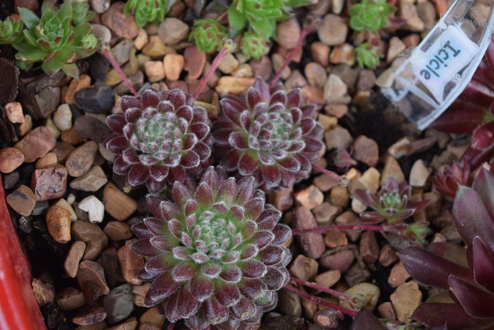 Photo of Hen and Chicks (Sempervivum 'Icicle') uploaded by chadu82