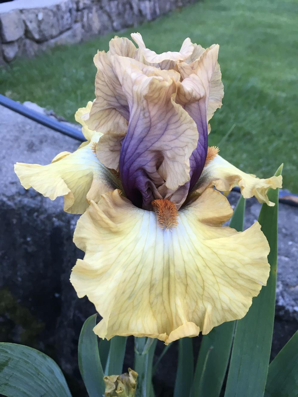 Photo of Tall Bearded Iris (Iris 'Desert Moth') uploaded by lilpod13