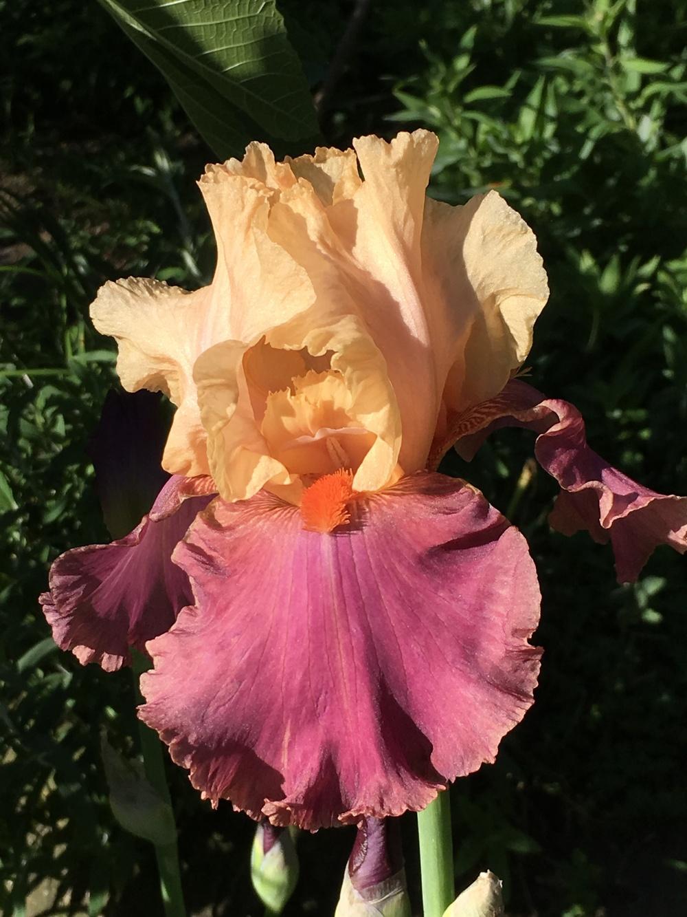 Photo of Tall Bearded Iris (Iris 'Frimousse') uploaded by lilpod13
