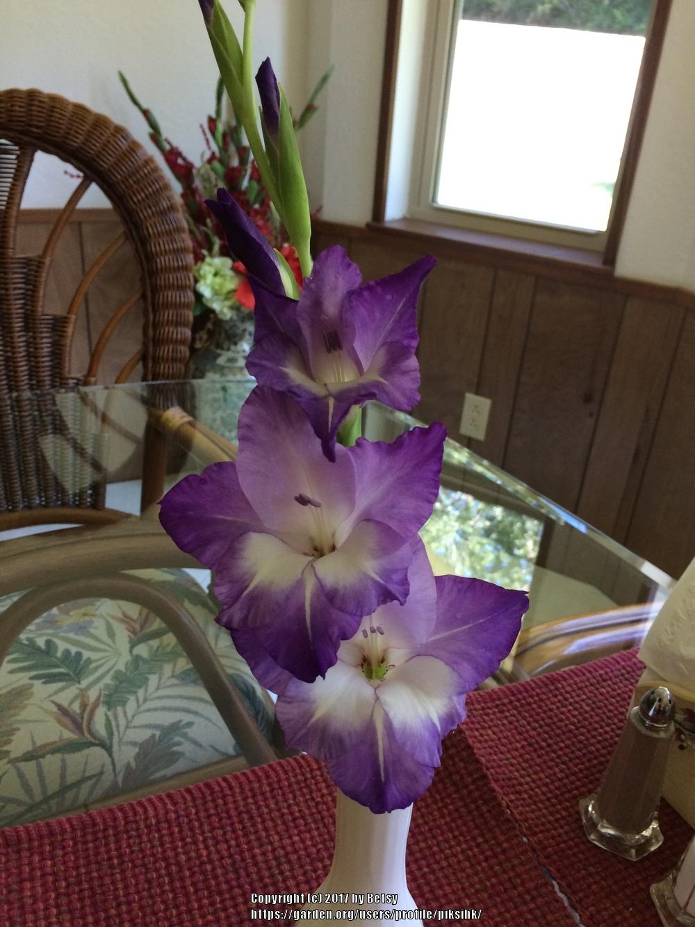 Photo of Gladiola (Gladiolus 'Nori') uploaded by piksihk