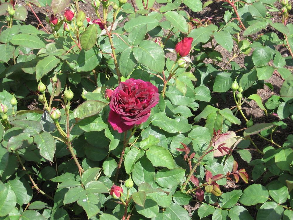 Photo of English Shrub Rose (Rosa 'Munstead Wood') uploaded by pjnew