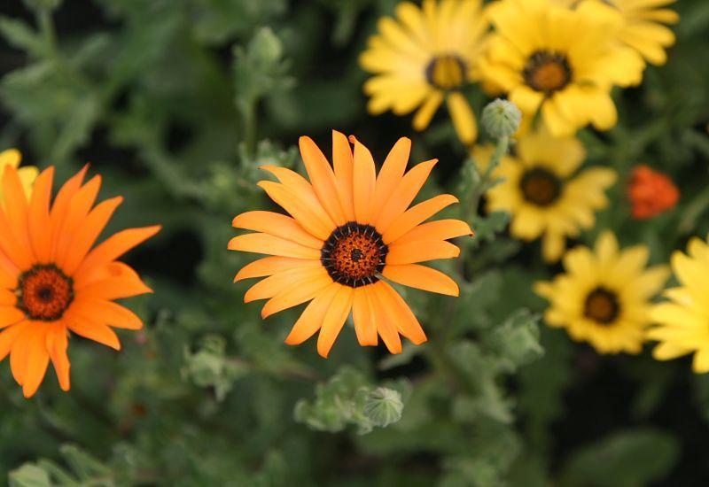 Photo of Cape Daisy (Dimorphotheca sinuata) uploaded by DianeSeeds