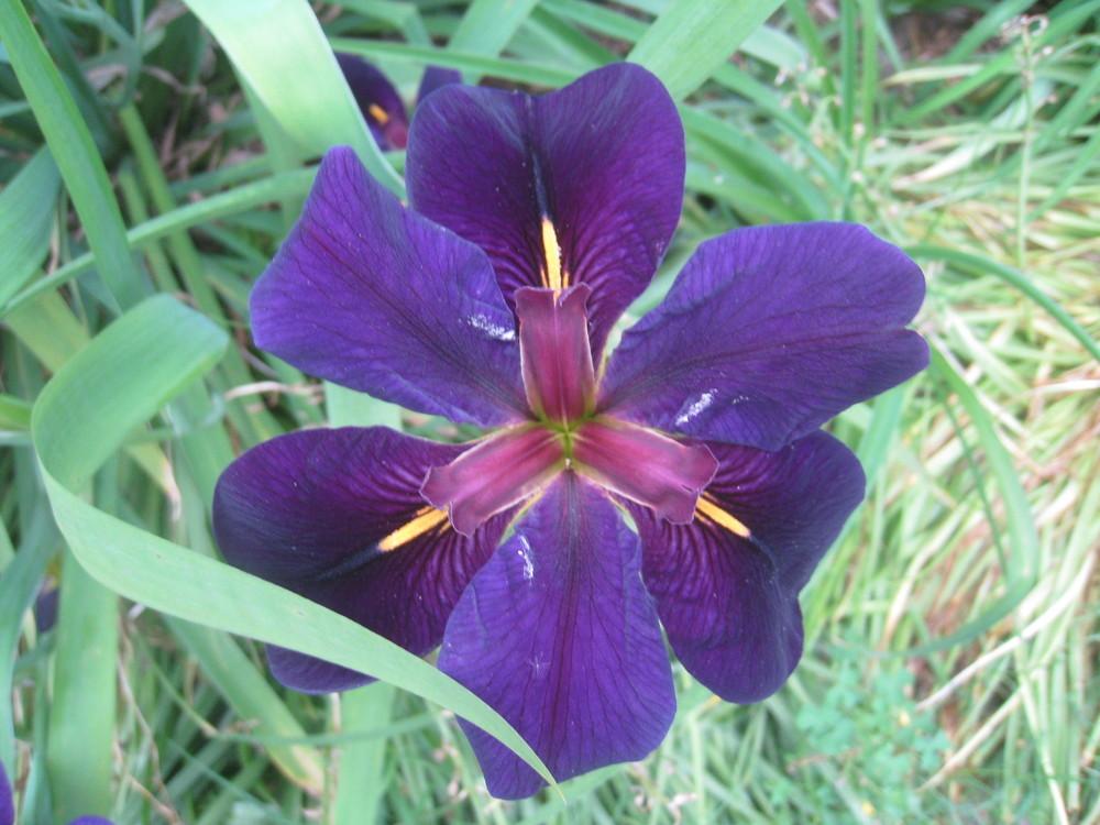 Photo of Louisiana Iris (Iris 'Black Gamecock') uploaded by Hemophobic