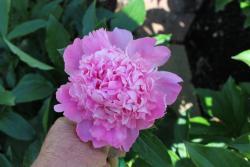 Thumb of 2017-05-01/Oldgardenrose/297fbe