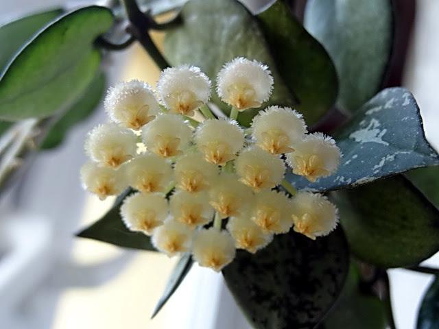 Photo of Wax Plant (Hoya lacunosa) uploaded by Orsola