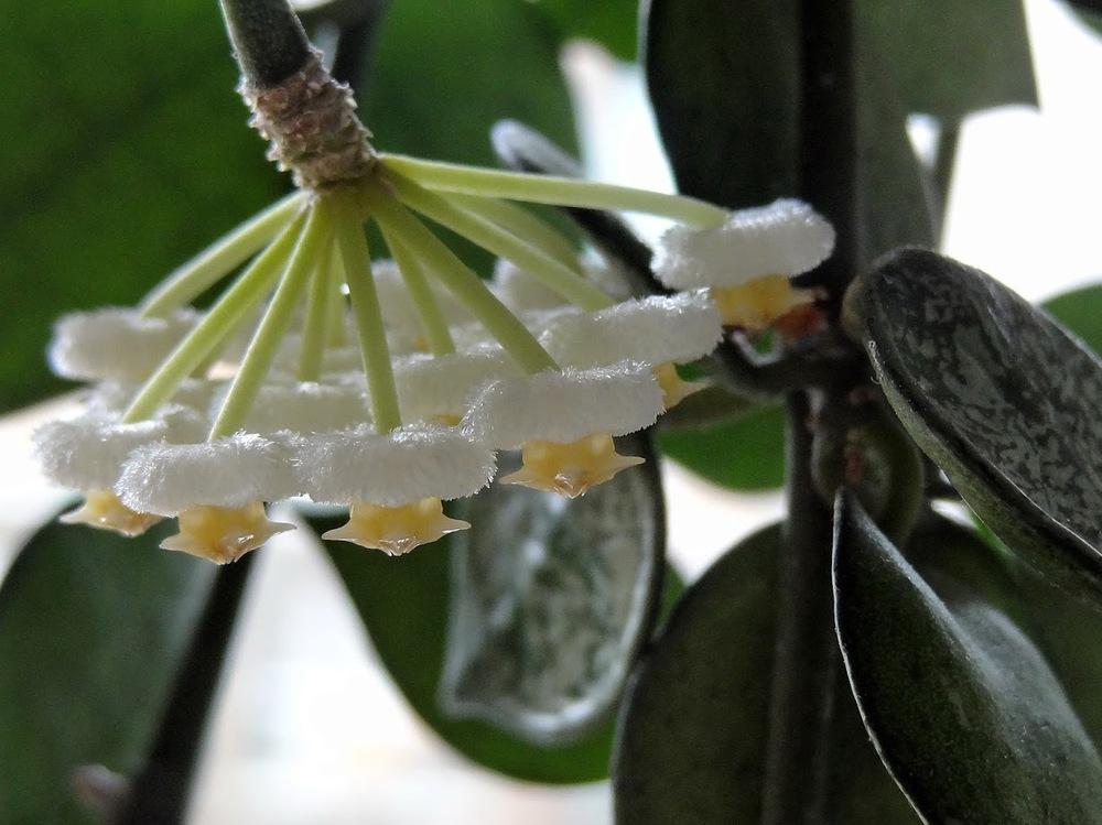 Photo of Wax Plant (Hoya lacunosa) uploaded by Orsola