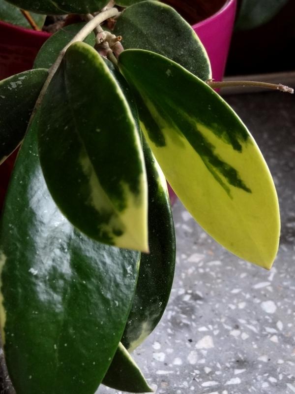 Photo of Wax Plant (Hoya verticillata 'Variegata') uploaded by Orsola