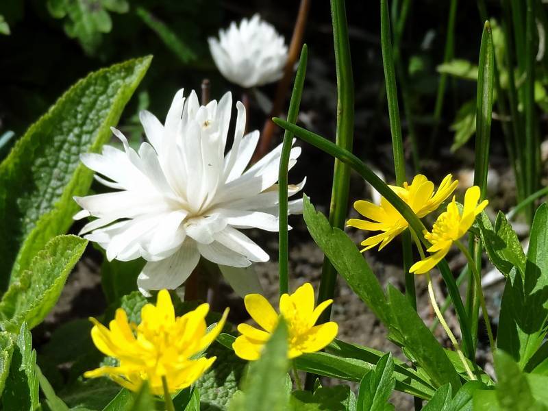 Photo of Bloodroot (Sanguinaria canadensis 'Multiplex') uploaded by Orsola