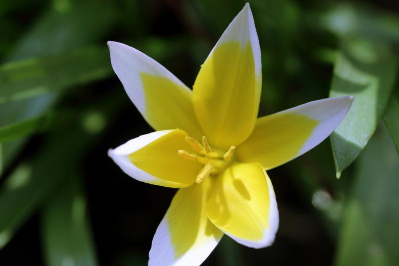 Photo of Species Tulip (Tulipa dasystemon) uploaded by RuuddeBlock