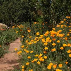 Location: Prescott, AZ
Date: 2017-05-01
California Poppies Dress the Bare Bases of Climbing Roses