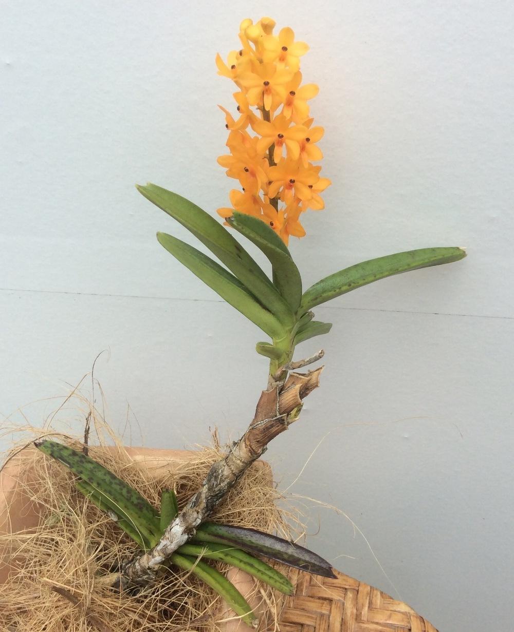 Photo of Orchid (Vanda garayi) uploaded by Ursula