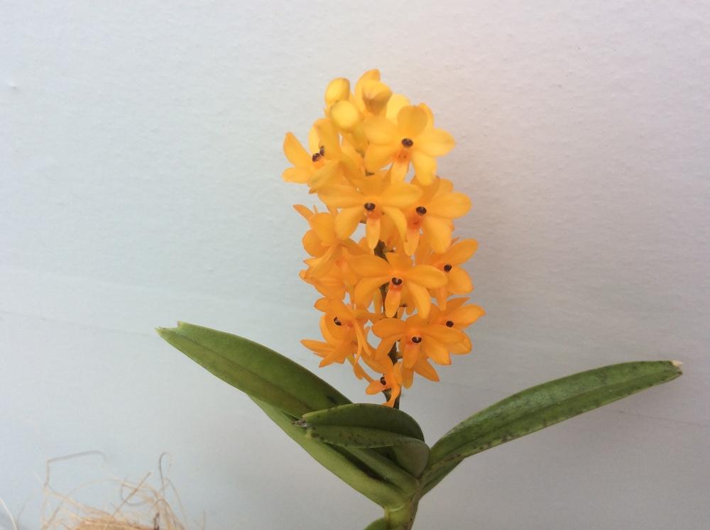 Photo of Orchid (Vanda garayi) uploaded by Ursula
