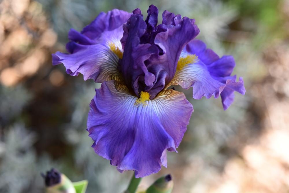 Photo of Tall Bearded Iris (Iris 'Ukrainian Dance') uploaded by cliftoncat