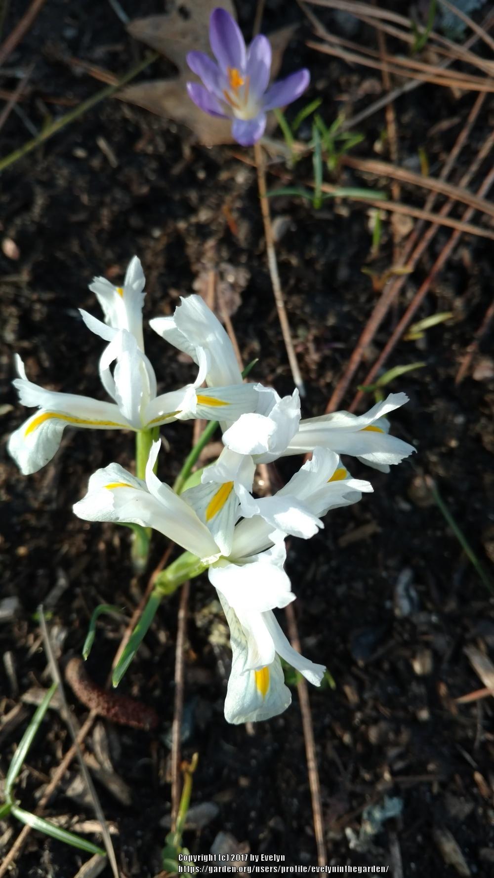 Photo of Reticulated Iris (Iris reticulata 'Natascha') uploaded by evelyninthegarden