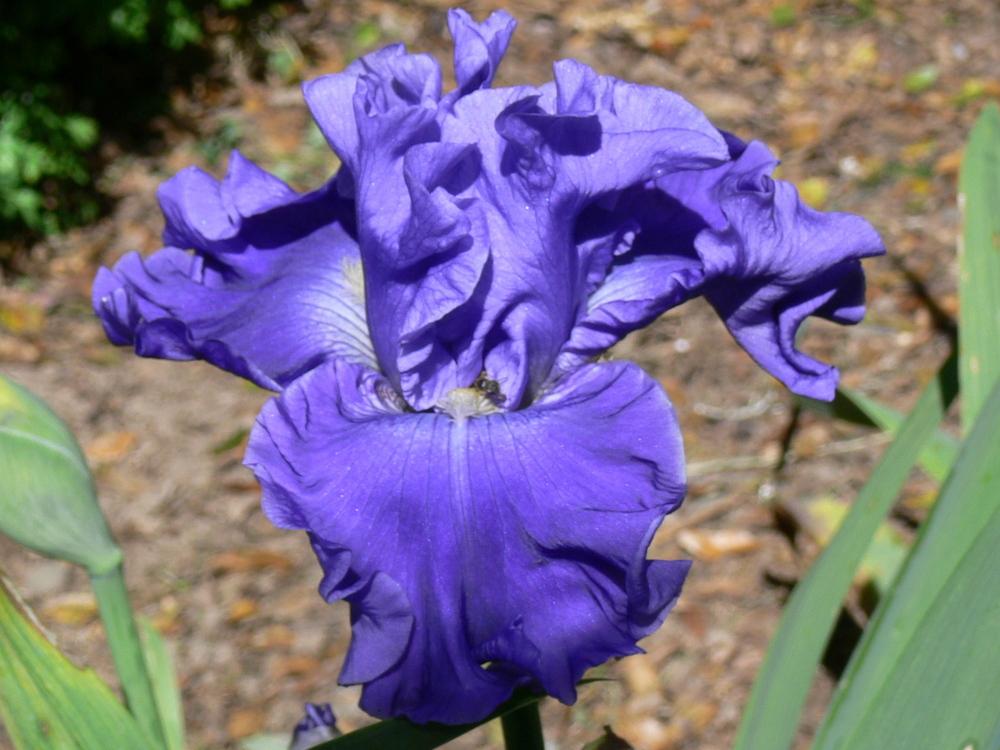 Photo of Tall Bearded Iris (Iris 'Adriatic Waves') uploaded by janwax