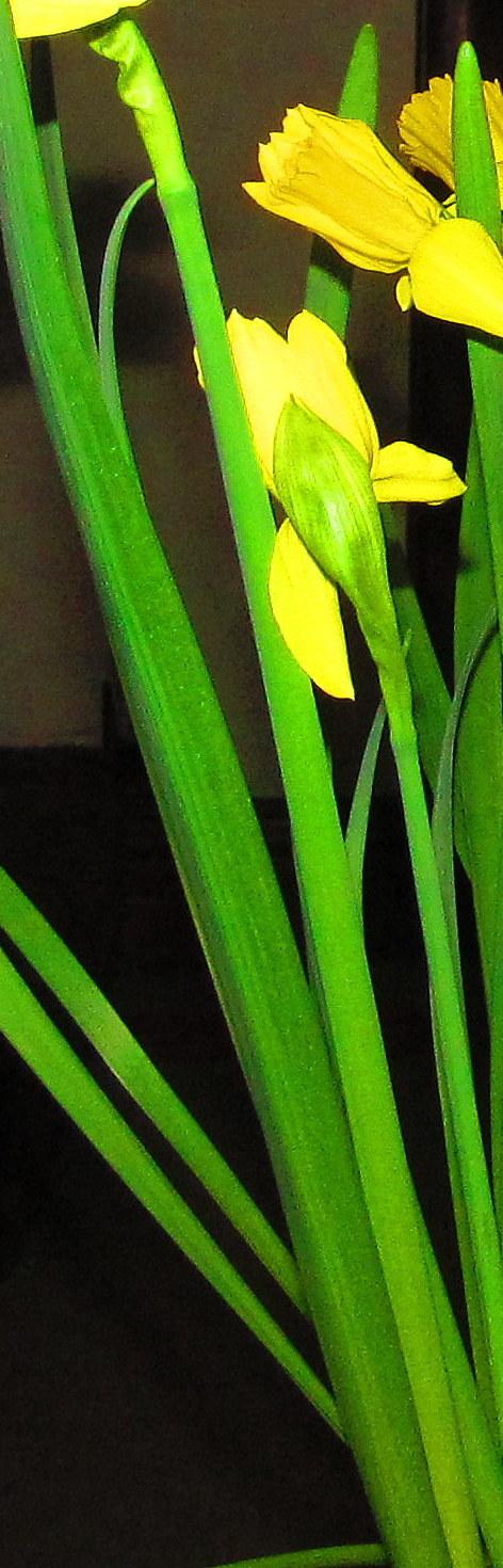 Photo of Cyclamineus Daffodil (Narcissus 'February Gold') uploaded by jmorth