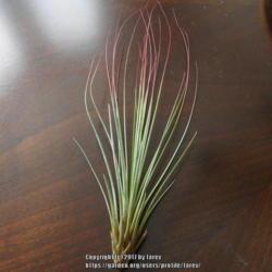 Location: At home - San Joaquin County, CA
Date: 2017-04-30 - Spring
Newly acquired Tillandsia Juncifolia
