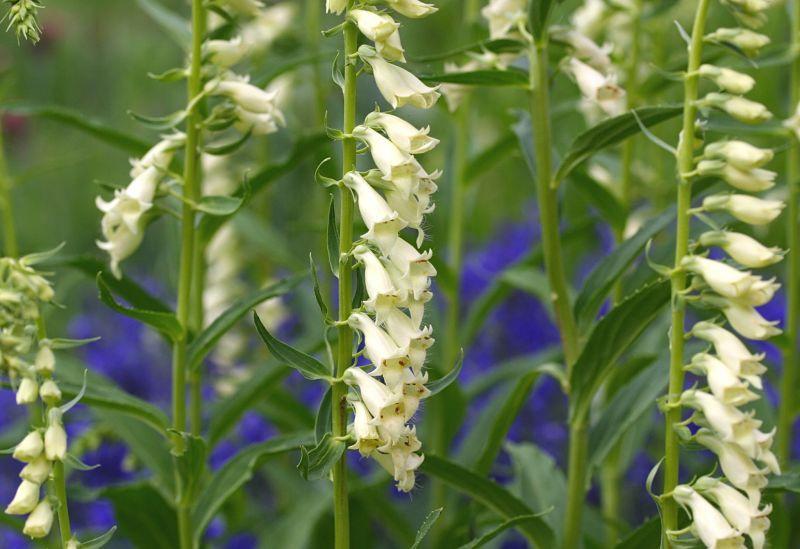 Photo of Small Foxglove (Digitalis lutea) uploaded by DianeSeeds