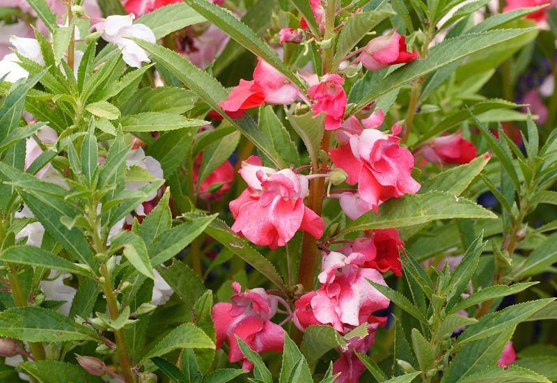 Photo of Balsam (Impatiens balsamina 'Camellia Flowered Mix') uploaded by DianeSeeds