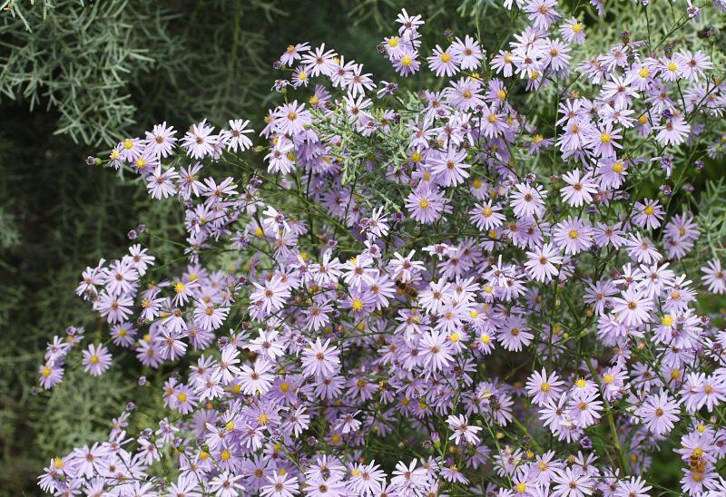 Photo of Skyblue Aster (Symphyotrichum oolentangiense) uploaded by DianeSeeds