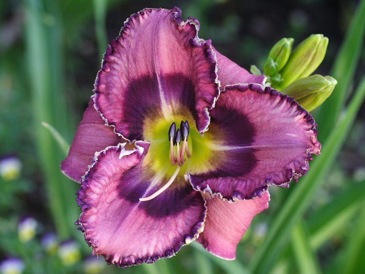 Photo of Daylily (Hemerocallis 'God Save the Queen') uploaded by DianeSeeds