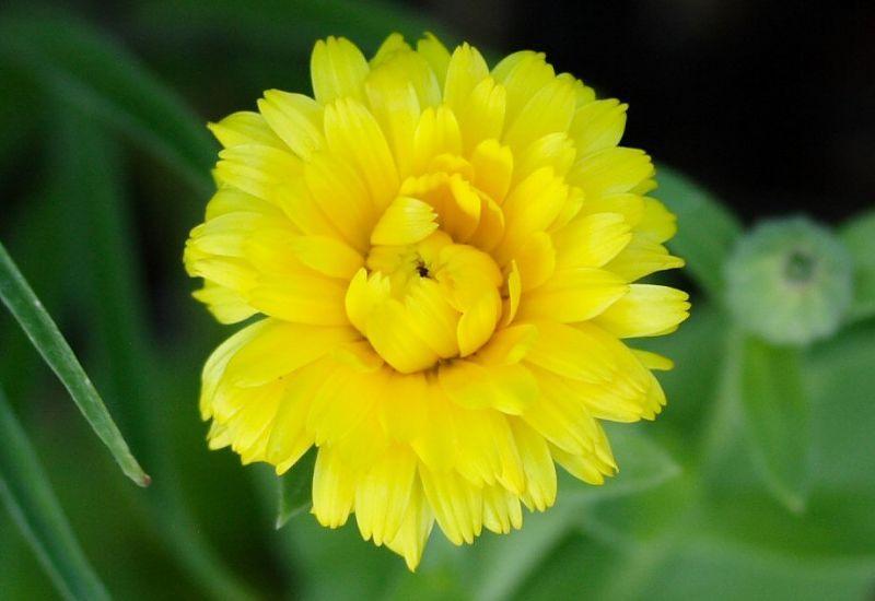Photo of Calendula officinalis Bon Bon™ Yellow uploaded by DianeSeeds