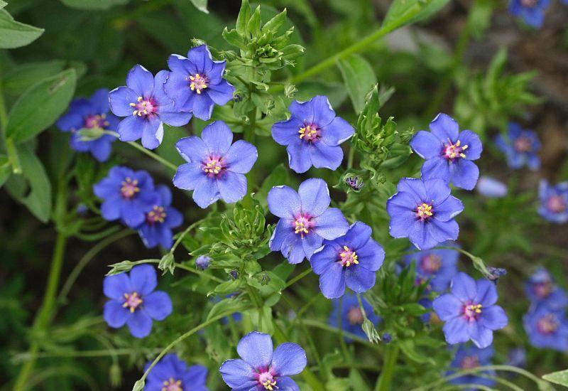 Photo of Blue Pimpernel (Lysimachia monelli subsp. monelli) uploaded by DianeSeeds