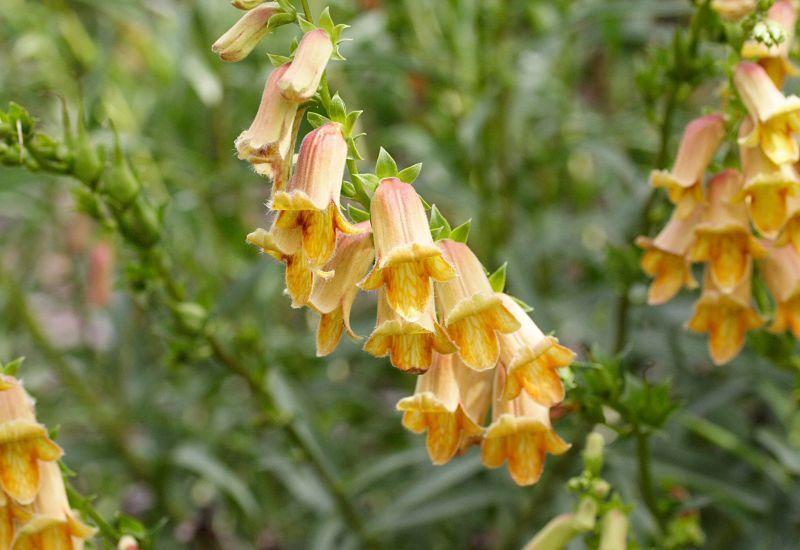 Photo of Willow Leaf Foxglove (Digitalis obscura) uploaded by DianeSeeds