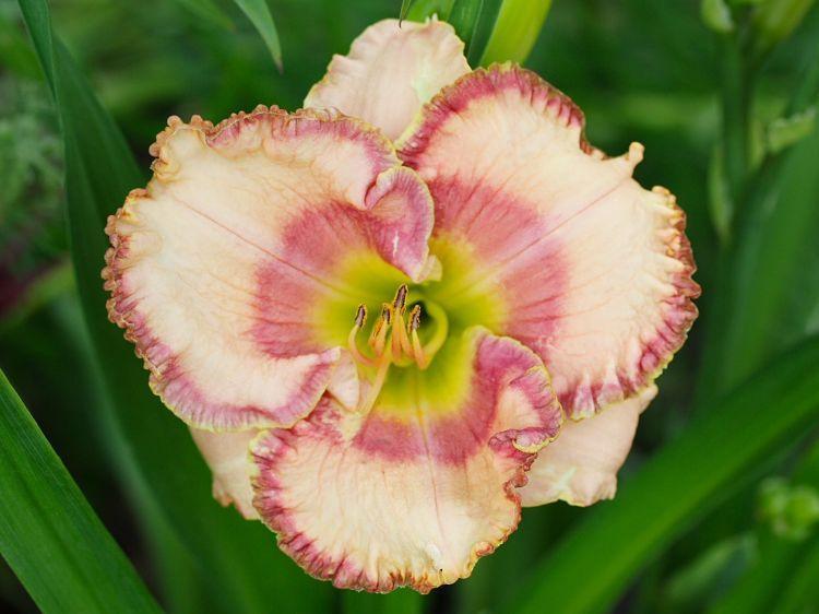 Photo of Daylily (Hemerocallis 'Frank's Adorable Candy') uploaded by DianeSeeds
