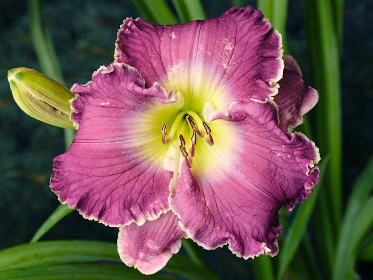 Photo of Daylily (Hemerocallis 'Violet Etching') uploaded by DianeSeeds