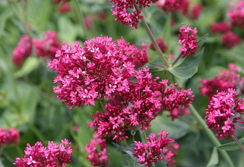 Photo of Red Valerian (Centranthus ruber 'Coccineus') uploaded by DianeSeeds