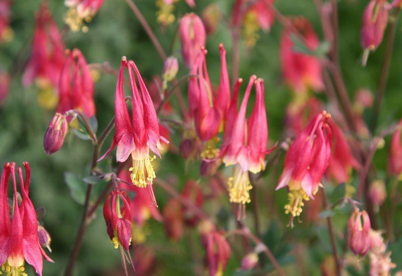 Photo of Columbine (Aquilegia canadensis 'Little Lanterns') uploaded by DianeSeeds