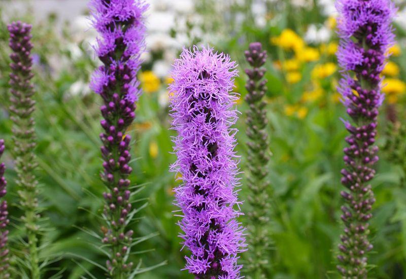 Photo of Dotted gayfeather (Liatris punctata) uploaded by DianeSeeds