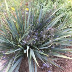 Location: Hamilton Square Garden, Historic City Cemetery, Sacramento CA.
Date: 2017-05-02
This is a short plant packed full of flowers for April and May he