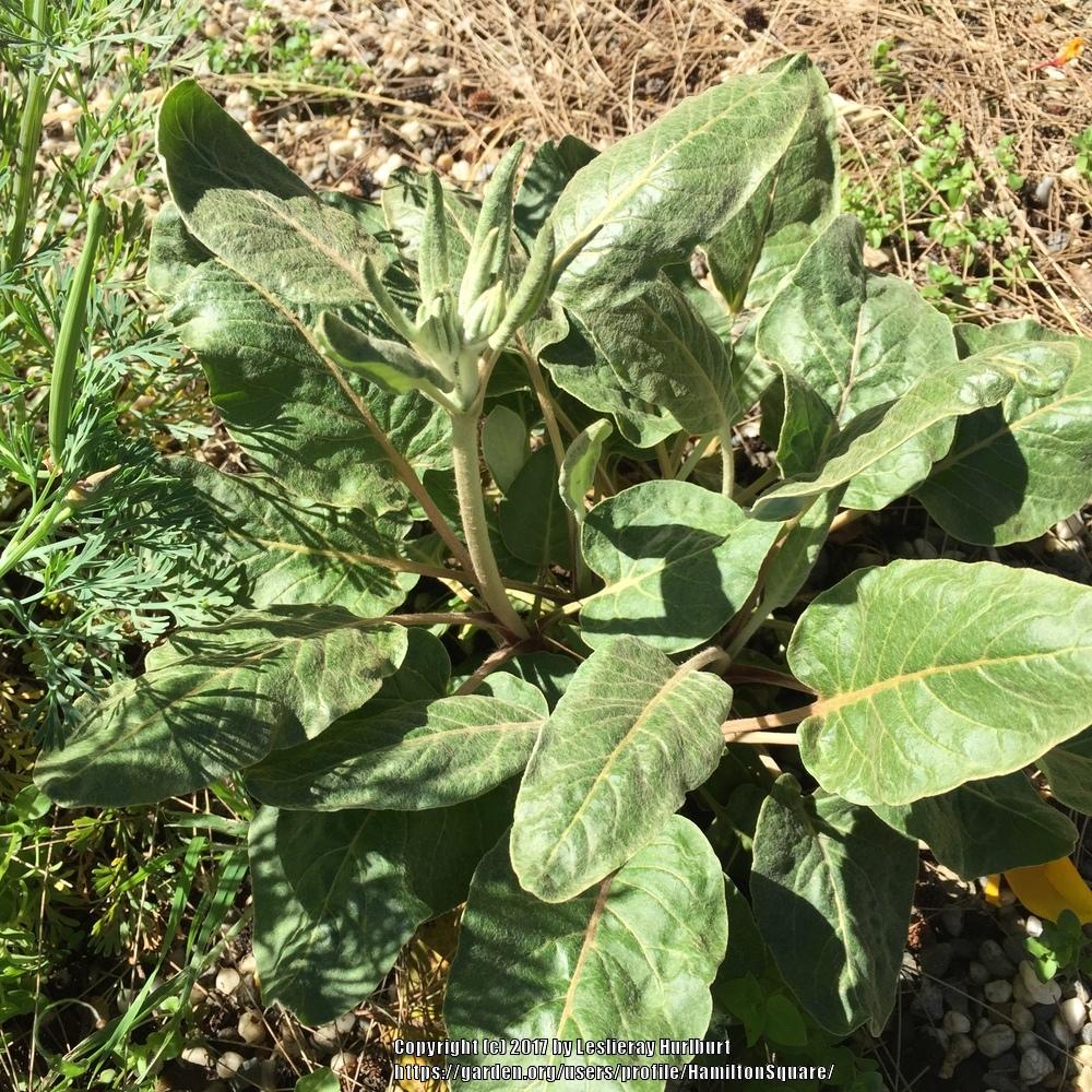 Photo of Shale Barrens Buckwheat (Eriogonum allenii 'Little Rascal') uploaded by HamiltonSquare