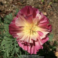 Location: Hamilton Square Garden, Historic City Cemetery, Sacramento CA.
Date: 2017-05-02
Just opened and the pistil is still fused. Beautiful hybrid!