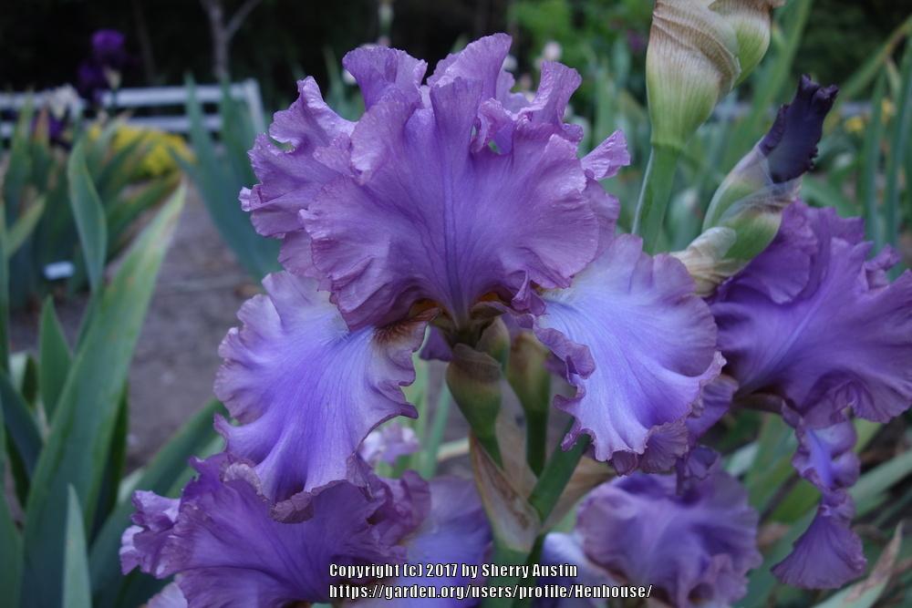 Photo of Tall Bearded Iris (Iris 'French Lavender') uploaded by Henhouse